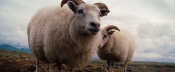 Movie still from “The Secret Life of Walter Mitty” (2013), directed by Ben Stiller – A couple of sheep standing on top of a hill; Close Up shot, Low angle