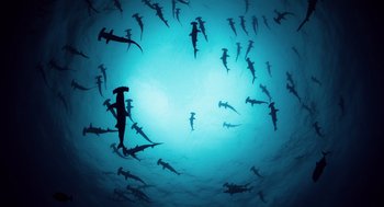 Movie still from “The Tree of Life” (2011), directed by Terrence Malick – Many sharks swimming in the water; Extreme Wide shot, Overhead angle