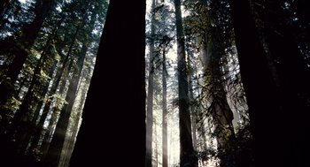 Movie still from “The Tree of Life” (2011), directed by Terrence Malick – The sun is shining through the trees in the forest; Extreme Wide shot, Low angle
