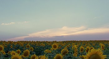 Movie still from “The Tree of Life” (2011), directed by Terrence Malick – A field full of yellow sunflowers under a cloudy sky; Extreme Wide shot, Low angle