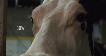 Movie still from “Cow” (2021), directed by Andrea Arnold – View of the face of a white cow; Extreme Close Up shot, Low angle