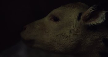 Movie still from “Cow” (2021), directed by Andrea Arnold – The face of a white dog; Extreme Close Up shot, Overhead angle