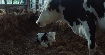 Movie still from “Cow” (2021), directed by Andrea Arnold – A black and white cow and a baby cow laying in hay; Wide shot, Overhead angle
