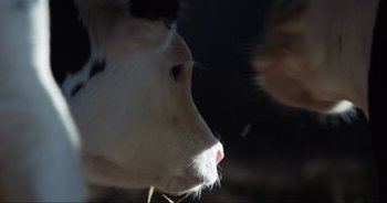 Movie still from “Cow” (2021), directed by Andrea Arnold – The face of a white cow; Extreme Close Up shot, Over the shoulder angle