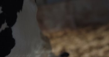 Movie still from “Cow” (2021), directed by Andrea Arnold – A blurry picture of a dog in a room; Extreme Close Up shot, Low angle