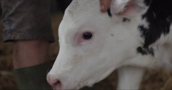 Movie still from “Cow” (2021), directed by Andrea Arnold – The face of a white cow; Extreme Close Up shot, Overhead angle