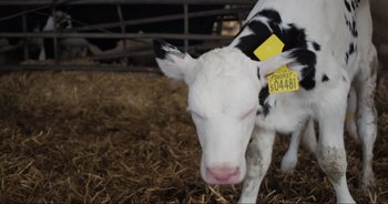 Movie still from “Cow” (2021), directed by Andrea Arnold – A black and white cow with a tag on it's ear; Close Up shot, Overhead angle