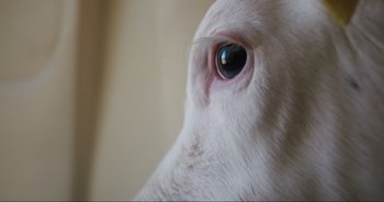Movie still from “Cow” (2021), directed by Andrea Arnold – The eye of a white rabbit; Extreme Close Up shot, Overhead angle