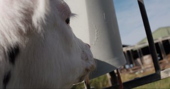 Movie still from “Cow” (2021), directed by Andrea Arnold – The face of an animal; Extreme Close Up shot, Low angle