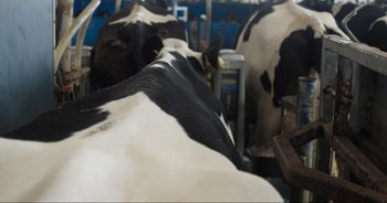 Movie still from “Cow” (2021), directed by Andrea Arnold – Some cows in a barn; Wide shot, Overhead angle