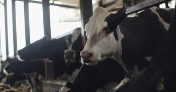 Movie still from “Cow” (2021), directed by Andrea Arnold – Two cows are sitting in a barn looking at the camera; Close Up shot, Overhead angle