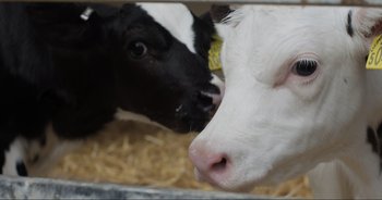 Movie still from “Cow” (2021), directed by Andrea Arnold – A black and a white cow in a pen; Extreme Close Up shot, High angle
