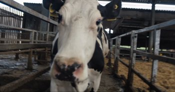 Movie still from “Cow” (2021), directed by Andrea Arnold – The face of a black and white cow; Extreme Close Up shot, Overhead angle