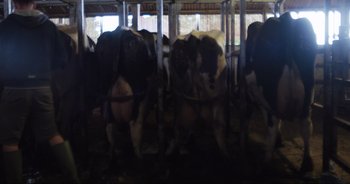 Movie still from “Cow” (2021), directed by Andrea Arnold – A group of cows standing in a pen; Wide shot, Overhead angle
