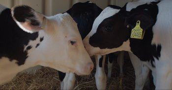 Movie still from “Cow” (2021), directed by Andrea Arnold – Two black and white cows standing next to each other; Close Up shot, Overhead angle
