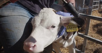 Movie still from “Cow” (2021), directed by Andrea Arnold – A white cow is being held by a person wearing gloves; Close Up shot, Overhead angle