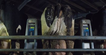 Movie still from “Cow” (2021), directed by Andrea Arnold – A cow in a stall with numbers painted on it; Medium shot, Overhead angle