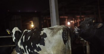 Movie still from “Cow” (2021), directed by Andrea Arnold – A black and white spotted cow; Medium shot, Low angle