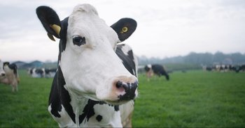 Movie still from “Cow” (2021), directed by Andrea Arnold – A black and white cow in a field; Close Up shot, Overhead angle