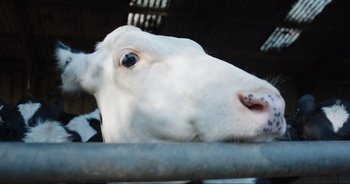 Movie still from “Cow” (2021), directed by Andrea Arnold – The head of a white cow; Extreme Close Up shot, Overhead angle