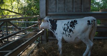 Movie still from “Cow” (2021), directed by Andrea Arnold – A black and white cow standing next to a hay pile; Wide shot, Low angle