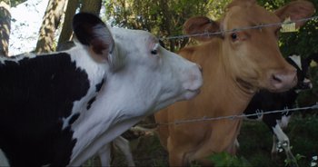 Movie still from “Cow” (2021), directed by Andrea Arnold – Two cows in a fenced in field with one of them looking at the camera; Close Up shot, Low angle