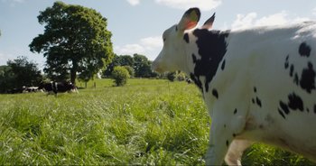 Movie still from “Cow” (2021), directed by Andrea Arnold – A black and white cow standing on top of a grass covered field; Extreme Wide shot, Low angle