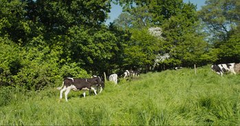 Movie still from “Cow” (2021), directed by Andrea Arnold – A herd of cattle grazing on a lush green hillside; Extreme Wide shot, High angle