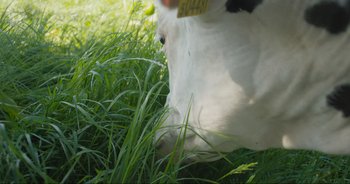 Movie still from “Cow” (2021), directed by Andrea Arnold – A white cow with a tag in its ear is grazing in the tall grass; Extreme Close Up shot, High angle