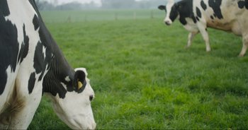 Movie still from “Cow” (2021), directed by Andrea Arnold – Two black and white cows standing in a grassy field; Wide shot, High angle