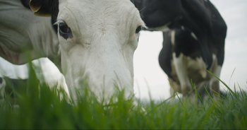 Movie still from “Cow” (2021), directed by Andrea Arnold – The face of a black and white cow grazing; Extreme Close Up shot, Low angle