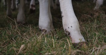 Movie still from “Cow” (2021), directed by Andrea Arnold – View of a cow's legs and hind legs; Extreme Close Up shot, Overhead angle