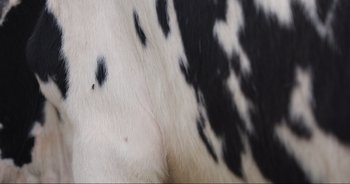 Movie still from “Cow” (2021), directed by Andrea Arnold – A black and white spotted cow is shown in close - up; Extreme Close Up shot, Overhead angle