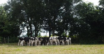 Movie still from “Cow” (2021), directed by Andrea Arnold – A herd of cows grazing in a field; Extreme Wide shot, High angle