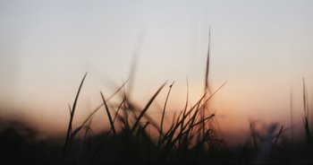 Movie still from “Cow” (2021), directed by Andrea Arnold – The sun is setting behind a field of grass; Extreme Close Up shot, Low angle