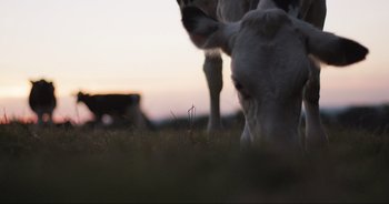 Movie still from “Cow” (2021), directed by Andrea Arnold – A cow grazing in a field at sunset; Extreme Close Up shot, High angle