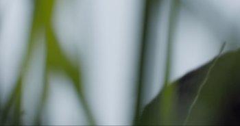 Movie still from “Cow” (2021), directed by Andrea Arnold – View of a plant with a blurry background; Extreme Close Up shot, Low angle