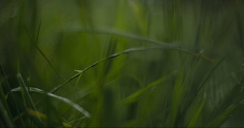 Movie still from “Cow” (2021), directed by Andrea Arnold – View of a plant in a green field; Extreme Close Up shot, Low angle