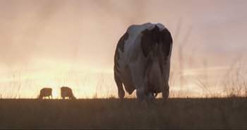Movie still from “Cow” (2021), directed by Andrea Arnold – A cow standing on top of a grass covered field; Extreme Wide shot, Low angle