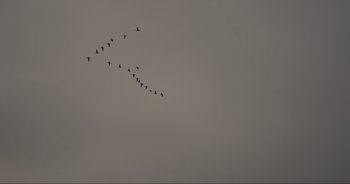 Movie still from “Cow” (2021), directed by Andrea Arnold – A flock of birds flying through a gray sky; Extreme Close Up shot, Low angle