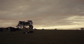 Movie still from “Cow” (2021), directed by Andrea Arnold – A herd of cattle grazing on a lush green field; Extreme Wide shot, Low angle