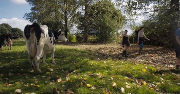 Movie still from “Cow” (2021), directed by Andrea Arnold – A cow standing next to a person in a field; Extreme Wide shot, High angle