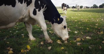 Movie still from “Cow” (2021), directed by Andrea Arnold – A black and white cow grazing in a grassy field; Wide shot, High angle