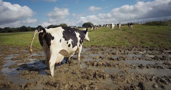 Movie still from “Cow” (2021), directed by Andrea Arnold – A herd of cows walking across a muddy field; Wide shot, High angle