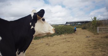 Movie still from “Cow” (2021), directed by Andrea Arnold – A black and white cow standing on top of a dry grass field; Extreme Wide shot, Over the shoulder angle