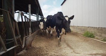 Movie still from “Cow” (2021), directed by Andrea Arnold – A group of black and white cows standing in a pen; Wide shot, Overhead angle