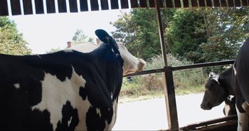 Movie still from “Cow” (2021), directed by Andrea Arnold – A black and white cow looking out of a barn window; Wide shot, Low angle