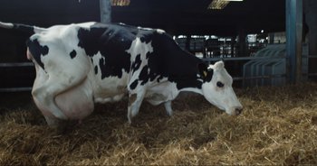 Movie still from “Cow” (2021), directed by Andrea Arnold – A black and white cow standing on top of a pile of hay; Wide shot, Overhead angle