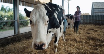 Movie still from “Cow” (2021), directed by Andrea Arnold – A black and white cow standing in a barn; Wide shot, Low angle