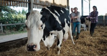 Movie still from “Cow” (2021), directed by Andrea Arnold – A black and white cow standing in hay with people in the background; Wide shot, Low angle